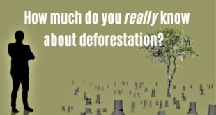 Deforestation and Population