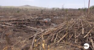 Deforestation in Myanmar Part (1) (Special Report Series)