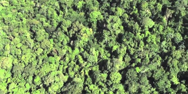 Deforestation in the Amazon Rainforest: Impact on Animals