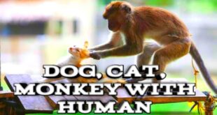 Dog,Cat, monkey with human new look in part 1 | funny animal life part 1