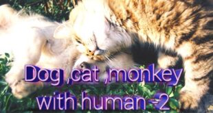 Dog,Cat, monkey with human new look in part 2 | funny animals life part 2