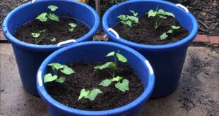 Episode 238: How to Grow Cheap Healthy Food in Your Emergency Garden Part 3. Growing Sweet Potatoes.