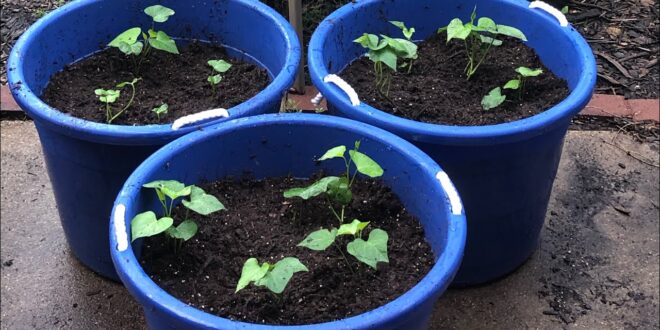 Episode 238: How to Grow Cheap Healthy Food in Your Emergency Garden Part 3. Growing Sweet Potatoes.