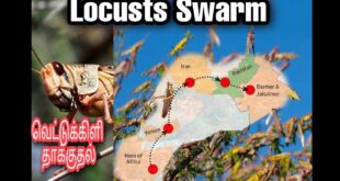 Locusts Swarm (வெட்டுக்கிளி தாக்குதல்) மீண்டும் ஒரு ஆபத்தை எதிர்கொள்ளும் இந்தியா ????