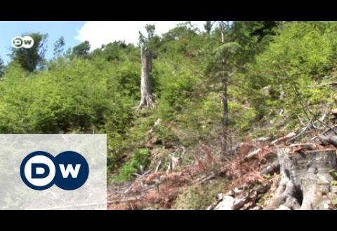Romania: Deforestation in the Carpathians | Focus on Europe