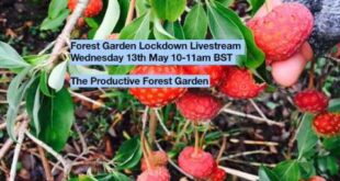 The Productive Forest Garden