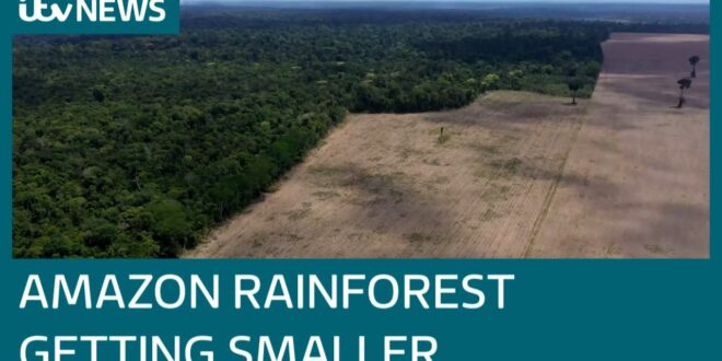 Amazon in turmoil as deforestation rages on despite coronavirus pandemic | ITV News