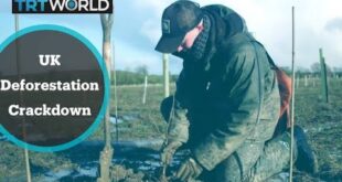Deforestation Crackdown: UK set to start crackdown on illegal timber & deforestation
