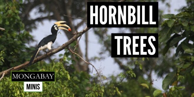 Deforestation in India's northeast threatens hornbill habitat
