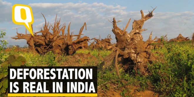 Deforestation is Real and India is Reeling Under it