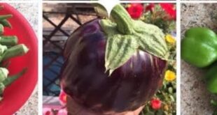 Episode 244: Crops to Grow in an Emergency Garden During Hot Temperatures. Okra, Eggplant, SweetPota