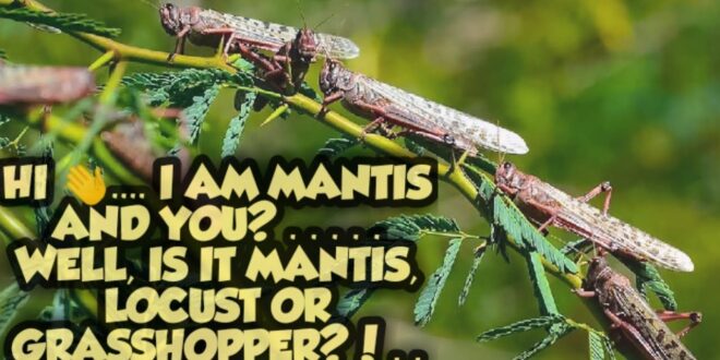 How Locust attack | Spawns of Locust | Detail of Locust