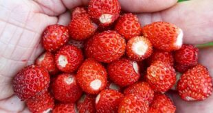 It is wild strawberries time again 
Can you feel the slow turning of Gaia’s whee...