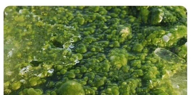 Oh C'mon! algae deserve some love too  Did you know algae is responsible for 330...