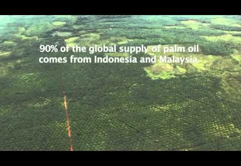 Palm Oil Plantations and Deforestation in Borneo -- View from the Sky