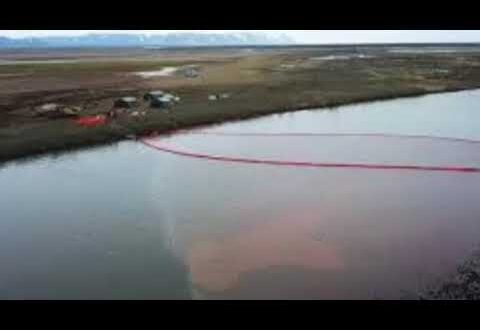 Russia Oil Spill News | Russia races to clean the massive oil spill in Siberia