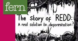 "The Story of REDD: A real solution to deforestation?"