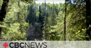 Canada's boreal forest is transforming due to climate change