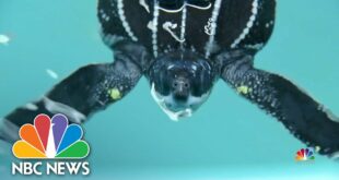 Climate Change Causing More Turtles To Be Born Female