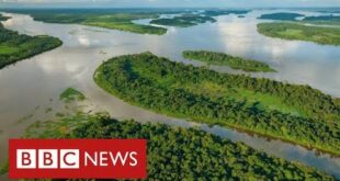 Climate change threat in Congo as vast carbon-rich peat slab faces development - BBC News