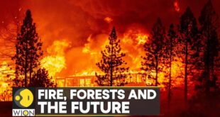 Climate change worsens wildfires: Global warming may be drying the planet | WION Climate Tracker