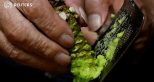 Could climate change decimate Japan's wasabi crops?