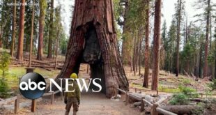 How climate change threatens sequoia trees