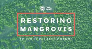 Restoring mangroves to fight climate change | One Earth