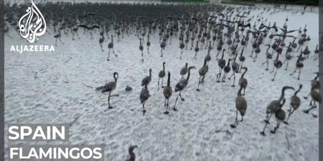 Spain's flamingos face climate change threat