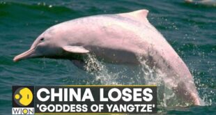 WION Climate Tracker | China's 'Goddess of Yangtze' lost to climate change