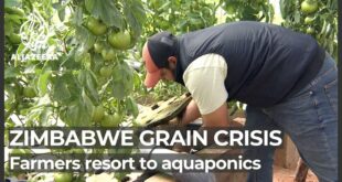 Zimbabwe farmers resort to aquaponics to fight climate change