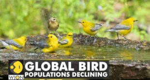 Climate change affecting the timing of Bird migrations | WION Climate Tracker | WION
