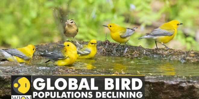 Climate change affecting the timing of Bird migrations | WION Climate Tracker | WION