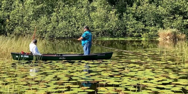 Climate change affects wild rice in Michigan as tribes strive for restoration