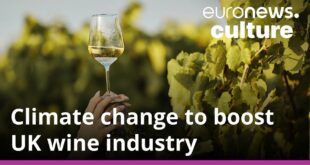 Climate change could result in the UK becoming a major wine producer