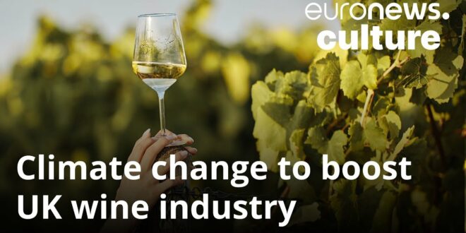 Climate change could result in the UK becoming a major wine producer