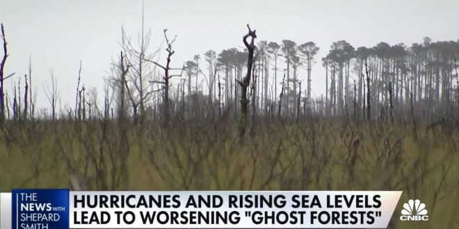 Climate change creates ghost forests along east coast