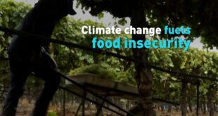 Climate change fuels food insecurity