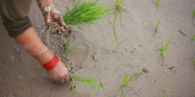 Climate change hits Himalayan rice | Nepali Times