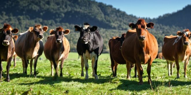 Cow burp tax a ‘climate change attack’ on NZ farmers