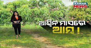 Damdar Khabar: Climate Change Make Trees To Bear Unseasonal Mango Now Sells In Market In Puri