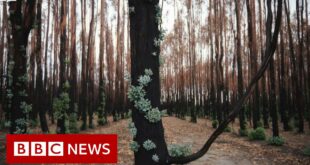 Devastation of Australia's climate change crisis captured on camera - BBC News