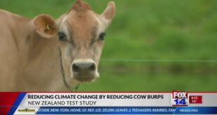 FOX 14 Your Morning News: Reducing climate change by reducing cow burps
