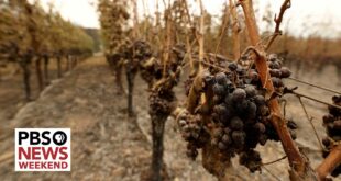 How climate change is impacting the wine and spirits industries