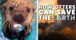 Sea Otters: The Cutest Solution to Climate Change