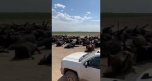 Thousands of Cattle Reported Dead in Kansas, US! 🇺🇸 Heat stress? Climate change and Food shortages?