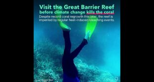 Visit the Great Barrier Reef Before Climate Change Kills the Coral