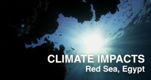 Climate change impacts in the Middle East & North Africa - Greenpeace MENA - Red Sea, Egypt