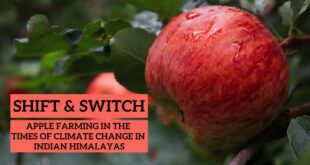 Apple Farming in the times of Climate Change in Indian Himalayas #applefarming #climatechange