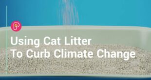 Cat litter to curb climate change